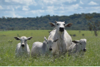 Fazenda Mundo Novo - Nelore Lemgruber