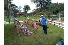 2º Leilão Anual Mérito Leiteiro na Faz. São Miguel