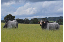 Fazenda Mundo Novo - Nelore Lemgruber